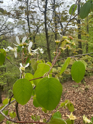 Amelanchier sanguinea, photograph 4