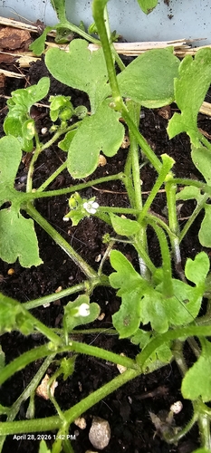 Nemophila aphylla, 2026-04-28