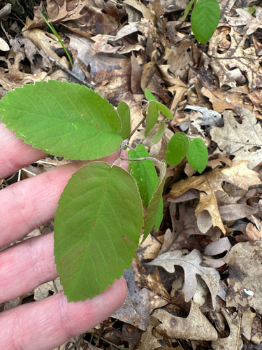Amelanchier stolonifera