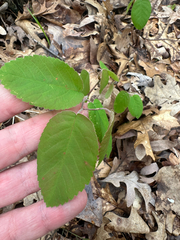 Amelanchier stolonifera
