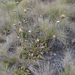 Succisa trichotocephala