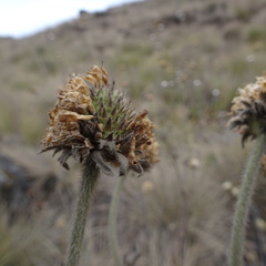 Succisa trichotocephala