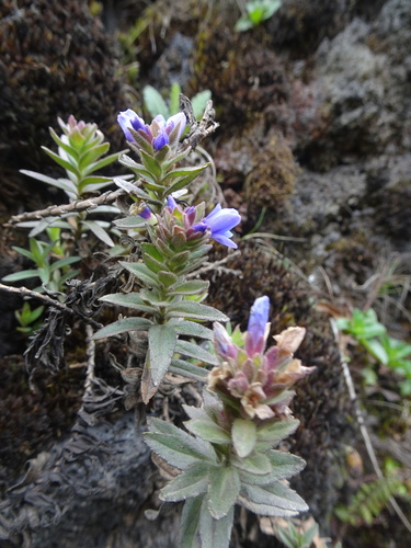 Veronica mannii
