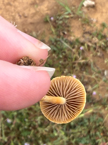 iNaturalist observation photo of Common Fieldcap