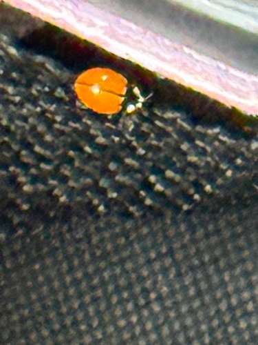 iNaturalist observation photo of California Lady Beetle