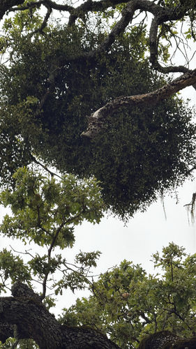 iNaturalist observation photo of oak mistletoe