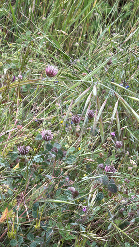 iNaturalist observation photo of Rose Clover