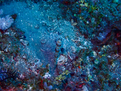Amblyeleotris guttata