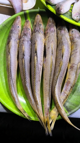 Platkop-zandspiering (Sillaginopsis panijus) — Sillaginidae — 5