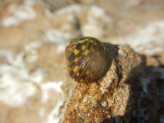 Monodonta australis