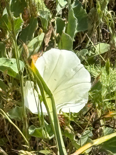 iNaturalist observation photo of Hillside False Bindweed