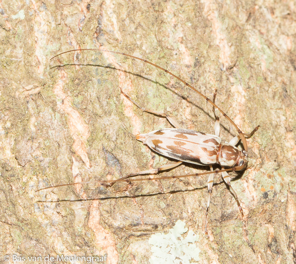 Lepturges limpidus