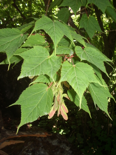 Acer acuminatum