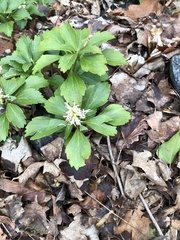 Pachysandra