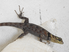 Sceloporus serrifer