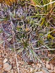 Celmisia laricifolia