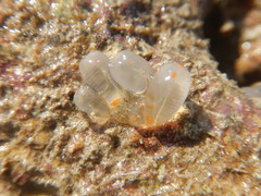 Ecteinascidia