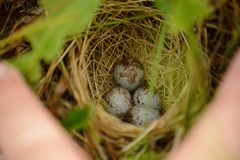 Passerculus sandwichensis