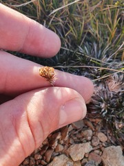 Celmisia laricifolia