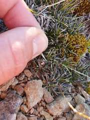 Celmisia laricifolia