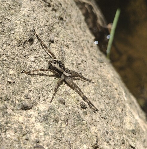 Striped Fishing Spider photo 5