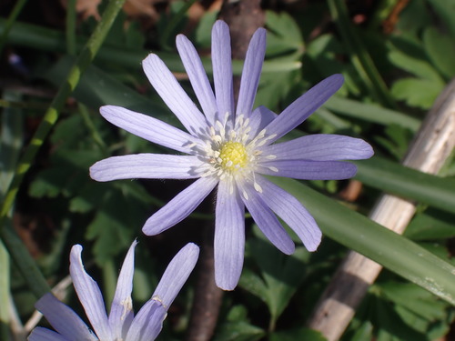 veternica apeninská (Anemonoides apennina)