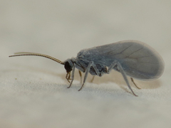 Semidalis