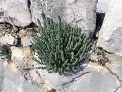 Hypericum tomentosum