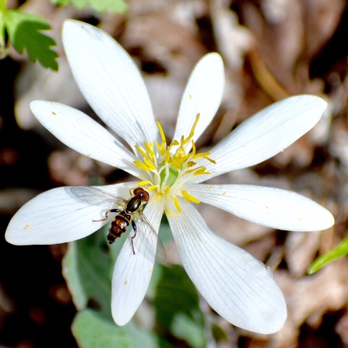 Sanguinaria canadensis iNat (3)