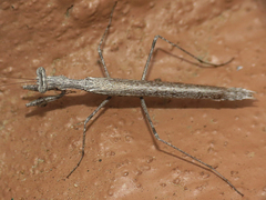 Litaneutria pacifica