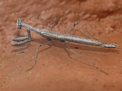 Litaneutria pacifica