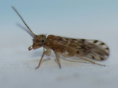 Ectopsocus strauchi