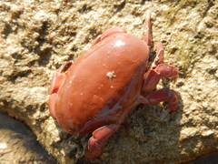 Menippe