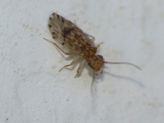 Ectopsocus strauchi