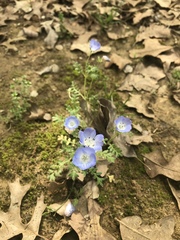 Nemophila phacelioides