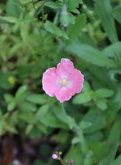 Oenothera rosea