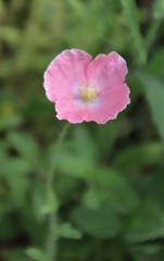 Oenothera rosea