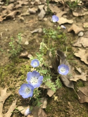 Nemophila phacelioides
