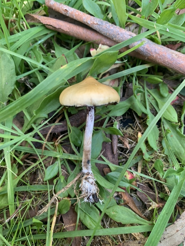 Psilocybe subaeruginosa · April 2026 · photo: © yung_bojangles (iNaturalist, cc0)