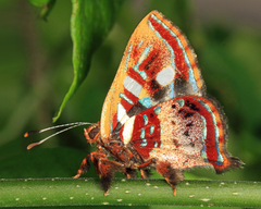 Anteros carausius carausius