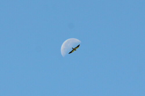 Amur Falcon (Falco amurensis), photo 5