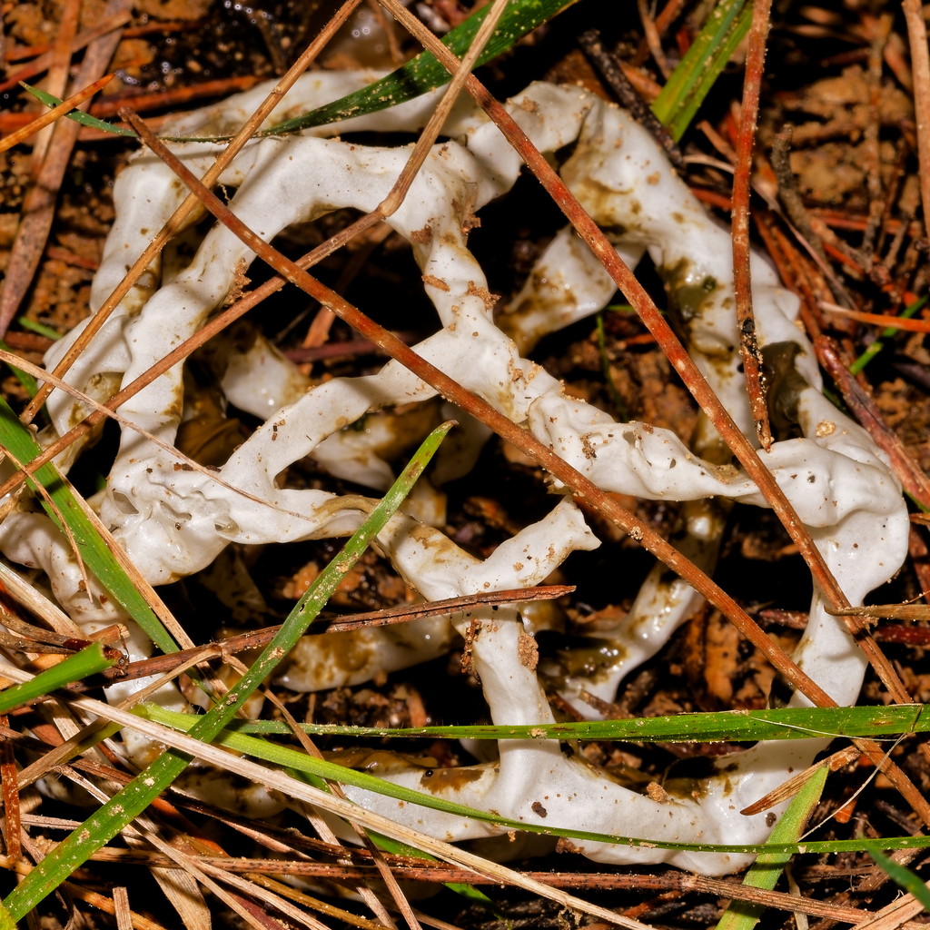Ileodictyon cibarium · April 2026 · photo: © schneehagen (iNaturalist, cc-by-sa)