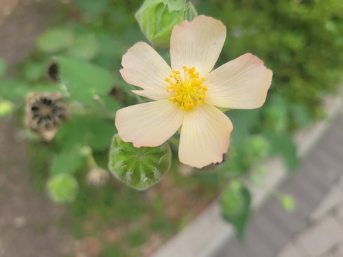Abutilon hulseanum, photograph 1