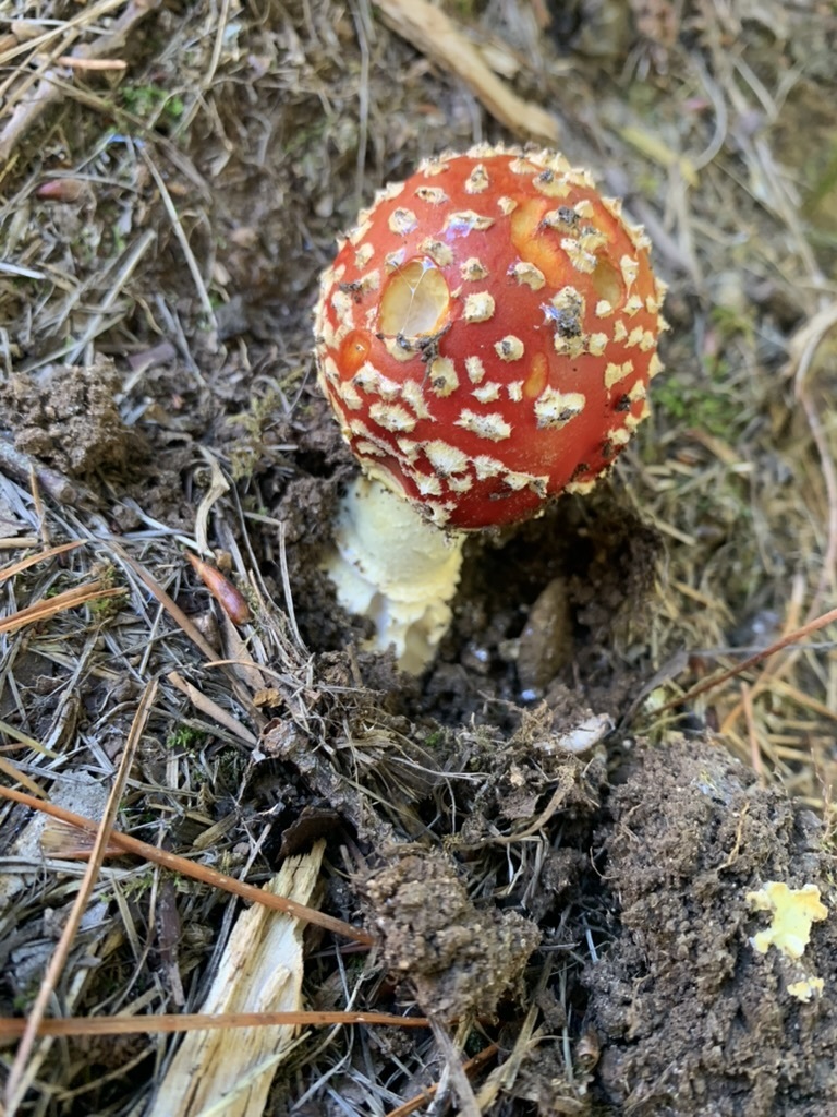Amanita muscaria · April 2026 · photo: © yung_bojangles (iNaturalist, cc0)