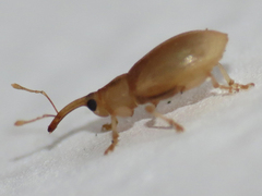 Derelomus subcostatus