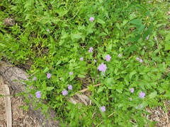 Conoclinium betonicifolium