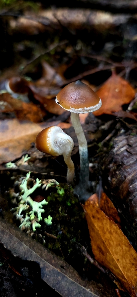 Psilocybe subaeruginosa · April 2026 · photo: © rotceh_dnih (iNaturalist, cc-by)