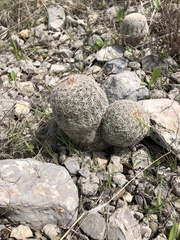Echinocereus reichenbachii comanchensis