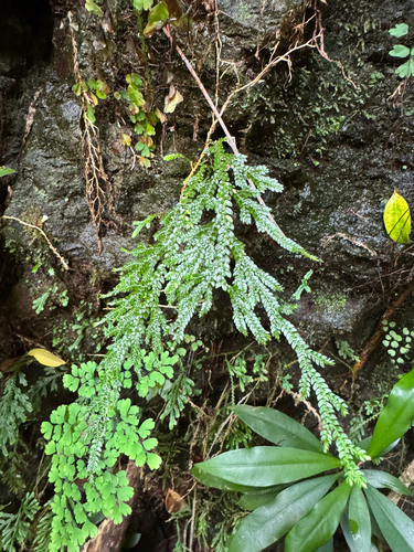 Selaginella arbuscula observed 2026-04-28