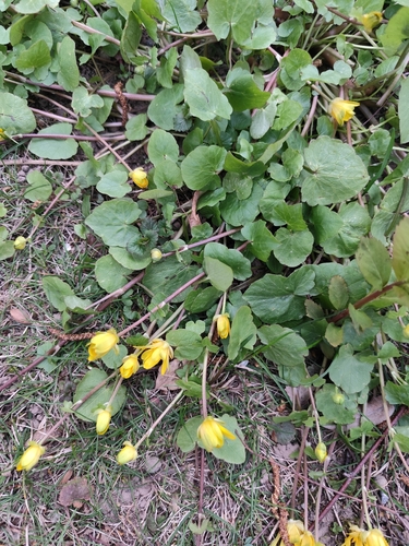 Pavasarinis švitriešis